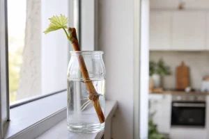Bouture de vigne dans un bocal d'eau avec racines naissantes visibles au niveau du nœud immergé