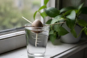 Noyau d'avocat suspendu par des cure-dents au-dessus d'un verre d'eau pour faire germer une racine