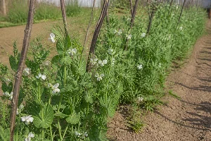 Plants de lentilles en fleurs dans un potager avec tuteurage léger et sol sablonneux