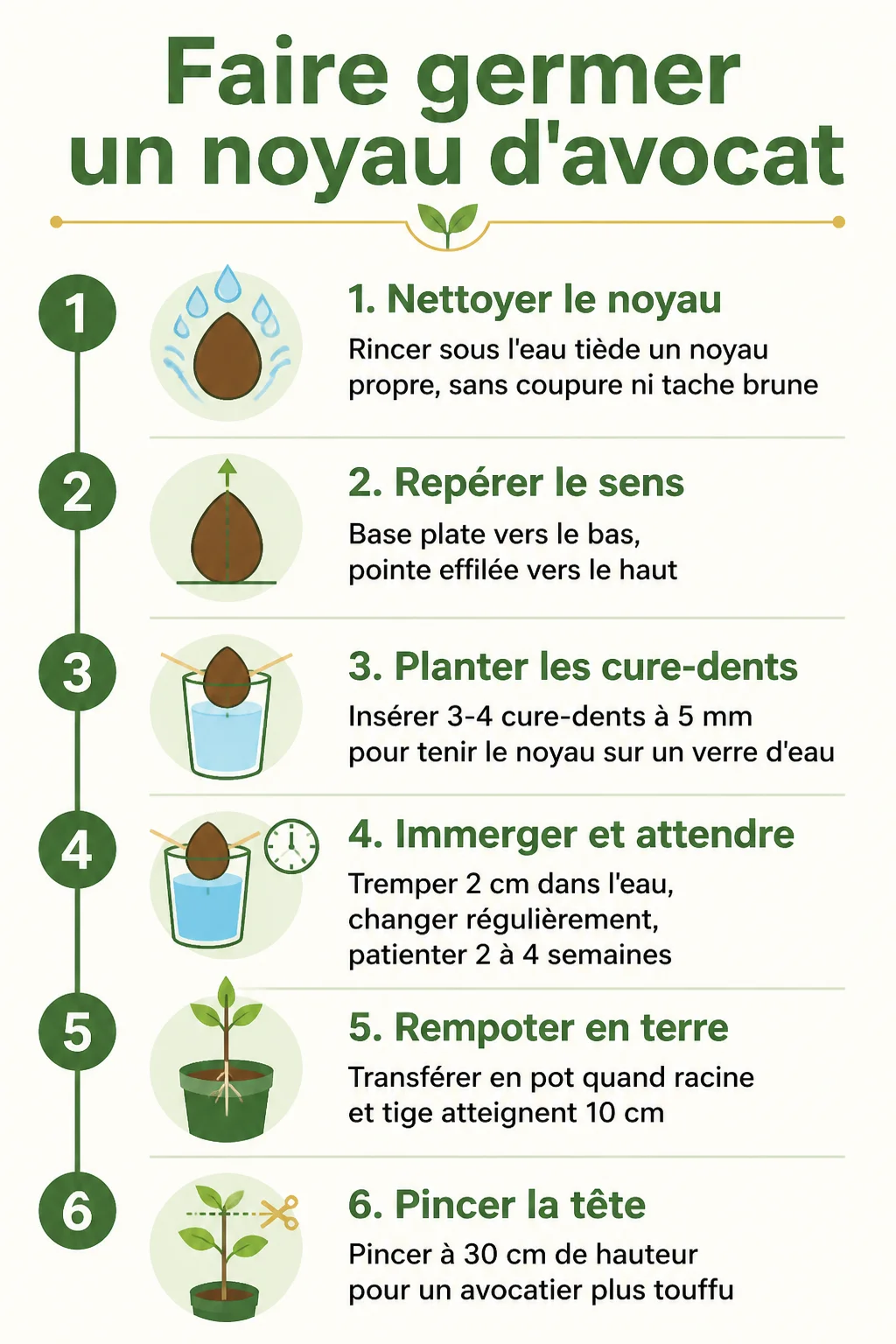 Faire germer un noyau d'avocat : 1. Nettoyer le noyau, 2. Repérer le sens, 3. Planter les cure-dents, 4. Immerger et attendre, 5. Rempoter en terre, 6. Pincer la tête