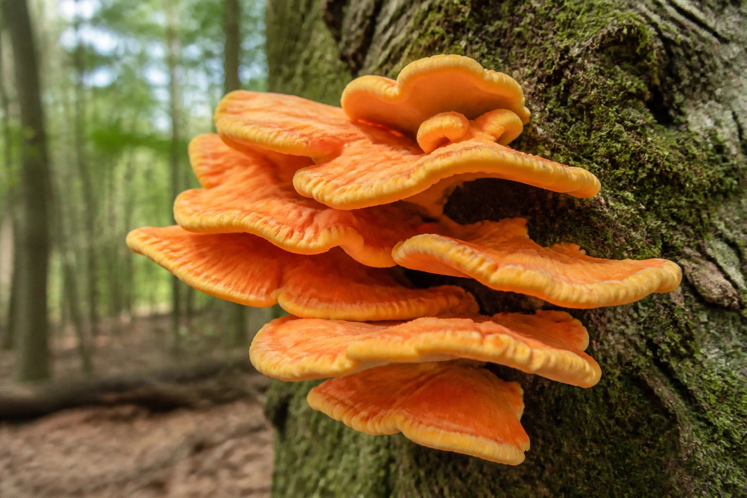 Champignon orange sur bois mort : comment l&rsquo;identifier sans se tromper